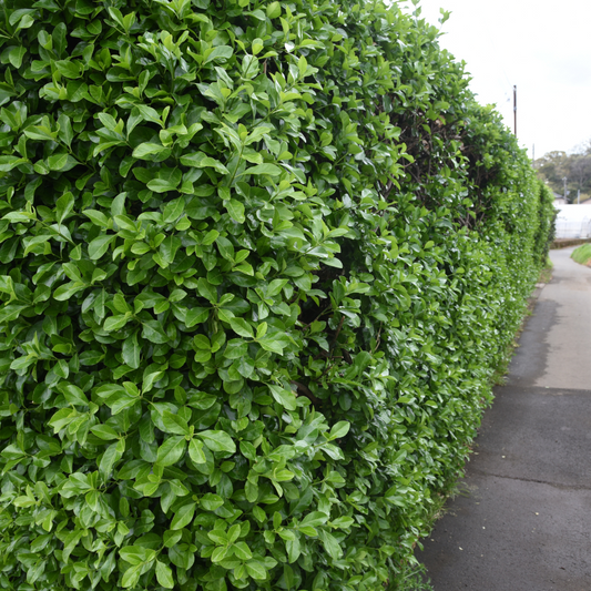 Euonymus japonicus Pot Grown 5L 40/60 (x40) Multi-deal