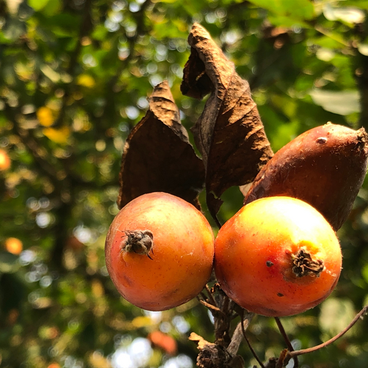 John Downie Crab Apple Ornamental Tree Pot Grown 10L 150 Stem (x8) Multi-deal