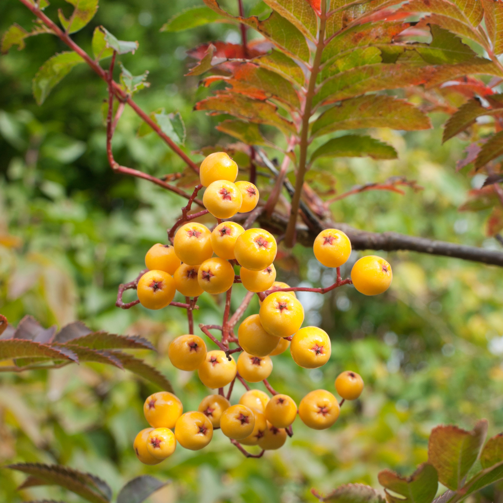 //everythingplants.co.uk/cdn/shop/files/xJosephRockTree1_1b802850-f07e-458b-9ff2-e4b940f7b28c.png?v=1757005725