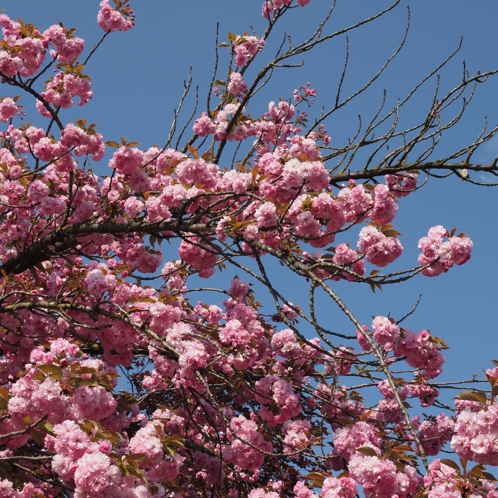 //everythingplants.co.uk/cdn/shop/files/xKanzanCherryPleachedTree1_f9e82e38-7d90-4edd-8d02-e7c7c4ec9ec8.png?v=1755270502