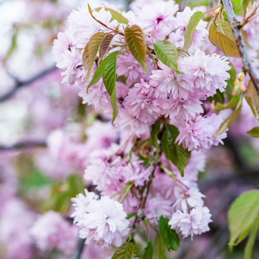 Kanzan Cherry Ornamental Tree Pot Grown 35L 8/10