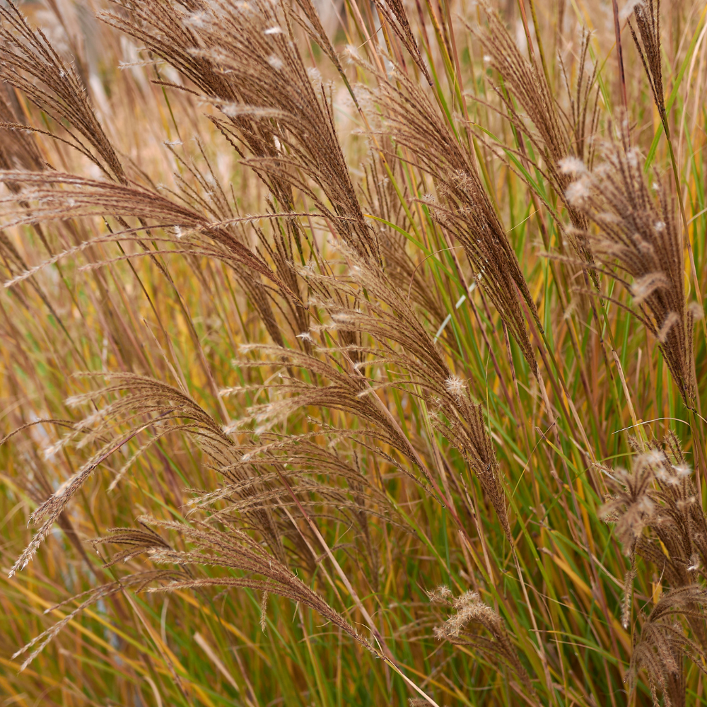 //everythingplants.co.uk/cdn/shop/files/xKarlyRoseMaidenGrass1_912eaab4-22db-4774-b763-310002f44a01.png?v=1755011415