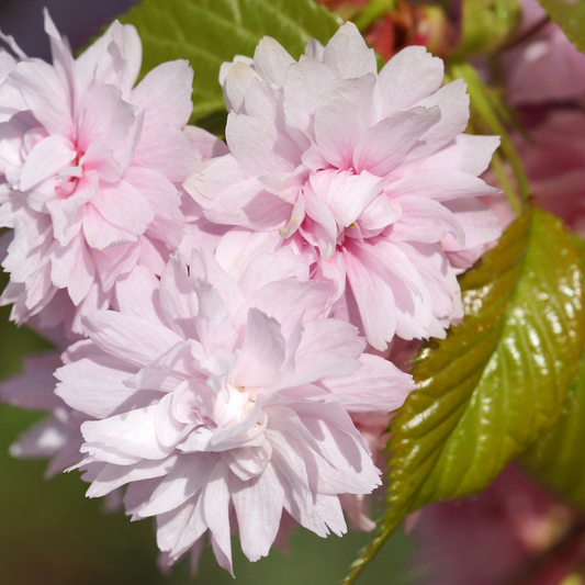 Kiku Shidare Cherry Ornamental Tree Pot Grown 20L 8/10 girth