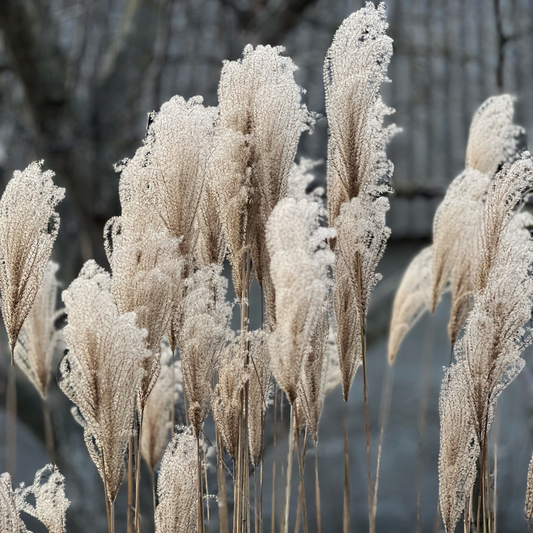 Kleine Silberspinne Maiden Ornamental Grasses Pot Grown 5L  (x40) Multi-deal