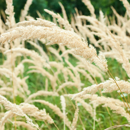 Korean Feather Reed Ornamental Grasses Pot Grown 2L  (x50) Multi-deal