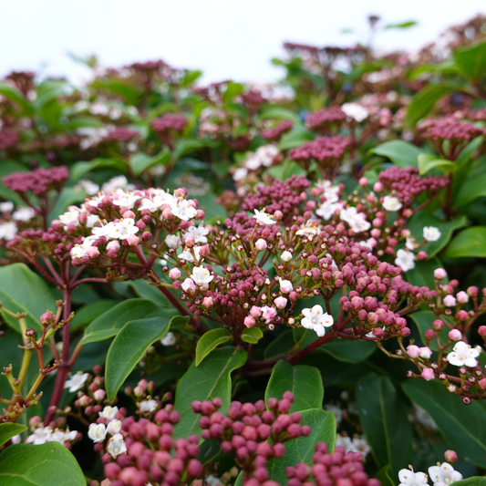 Laurustinus Pot Grown 10L 20/40cm (x14) Multi-deal