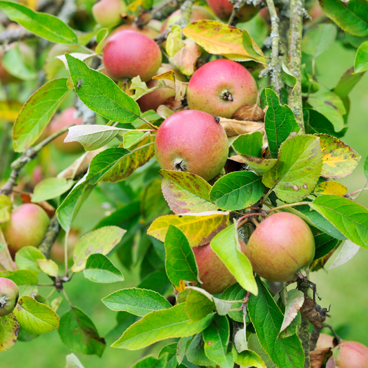 Laxtons Superb Apple Fruit Tree Pot Grown 10L 1/2 Std