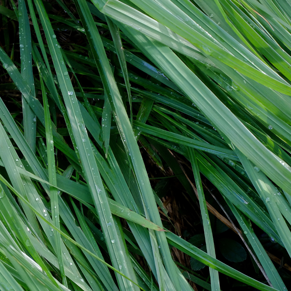 //everythingplants.co.uk/cdn/shop/files/xLeatherleafSedgeGrass1_0a5a550a-b220-46d8-8adf-f802348204fa.png?v=1755011277