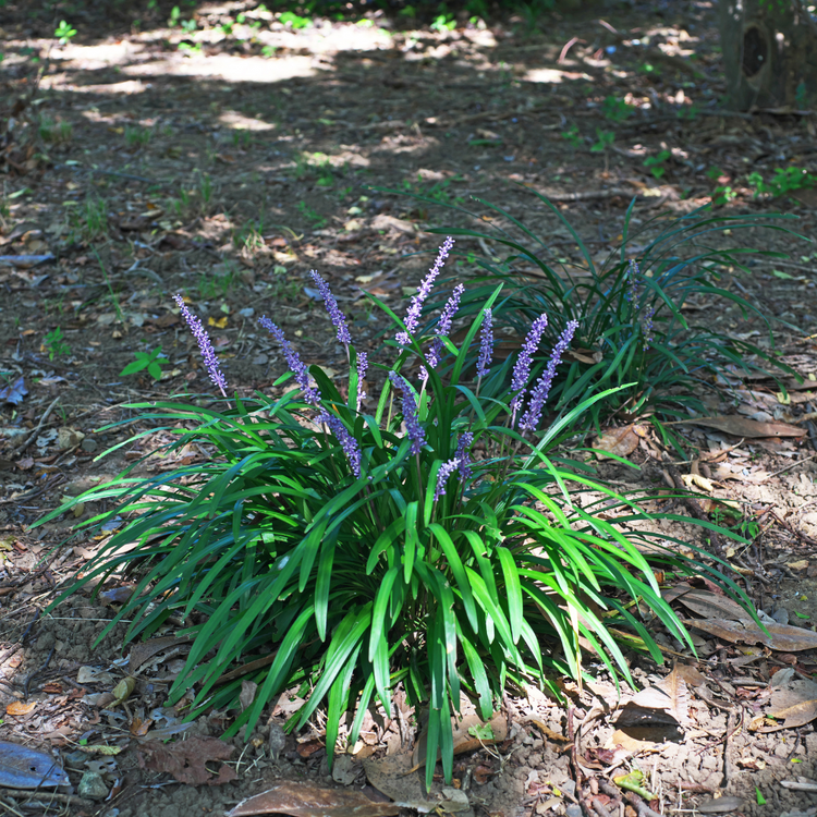 Lilyturf Ornamental Grasses Pot Grown 5L  (x40) Multi-deal