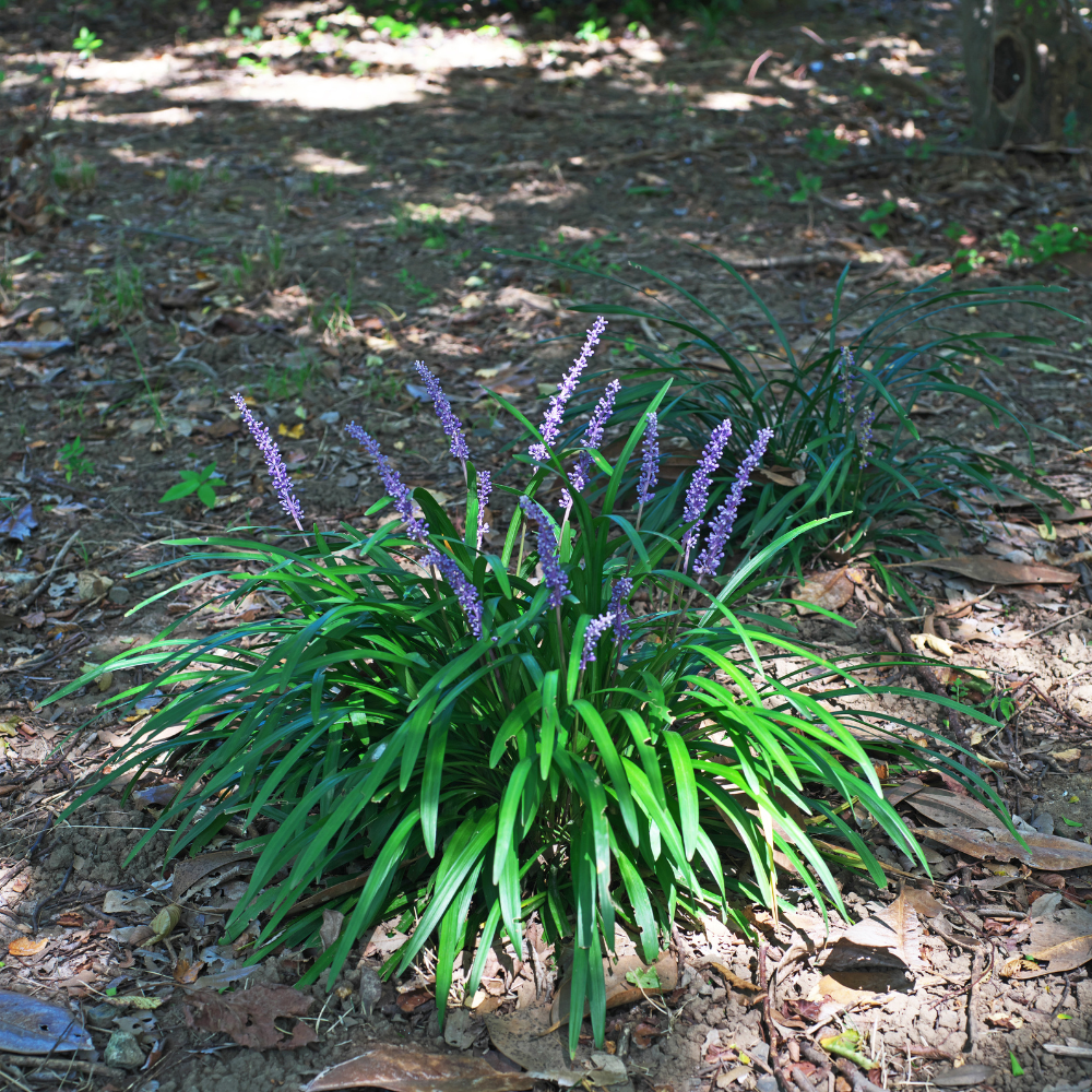 //everythingplants.co.uk/cdn/shop/files/xLilyturfGrasses1_71ebb0b1-ac09-429c-8c8e-9e5189262c6b.png?v=1755011247