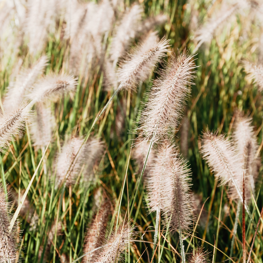 Little Bunny Fountain Ornamental Grasses Pot Grown 2L  (x50) Multi-deal
