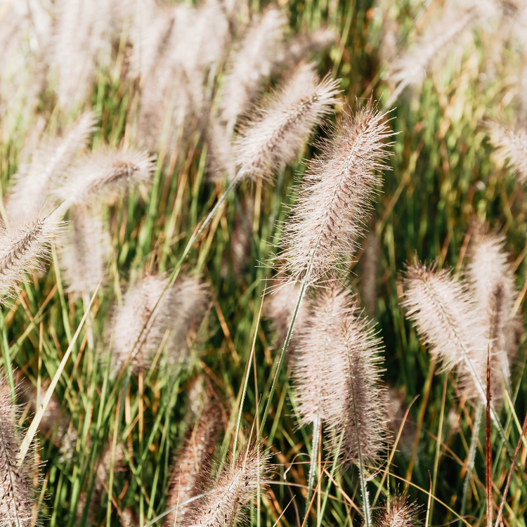 Little Bunny Fountain Ornamental Grasses Pot Grown 2L  (x50) Multi-deal