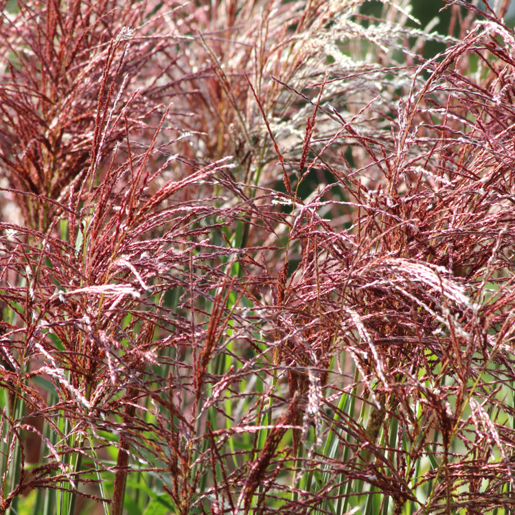 Malepartus Maiden Ornamental Grasses Pot Grown 5L  (x40) Multi-deal