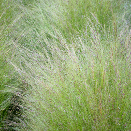 Mexican Feather Ornamental Grasses Pot Grown 5L  (x40) Multi-deal