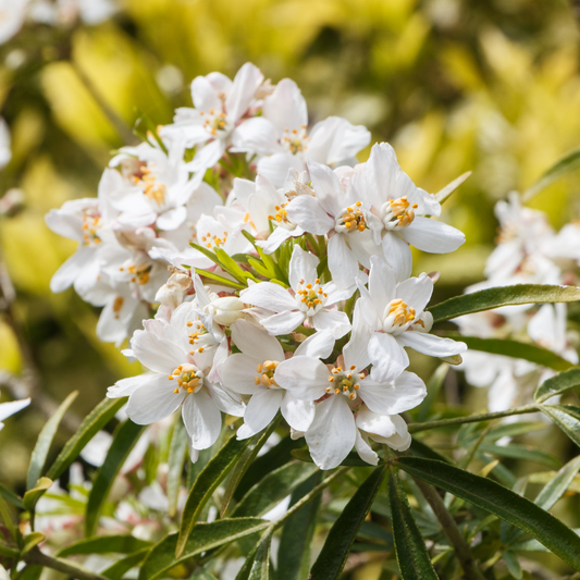 Mexican Orange Blossom Pot Grown 2L 20/40cm (x50) Multi-deal
