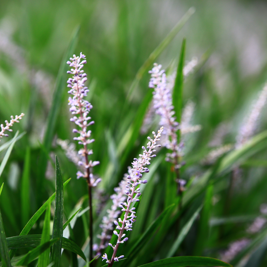 Monroe White Lilyturf Ornamental Grasses Pot Grown 2L