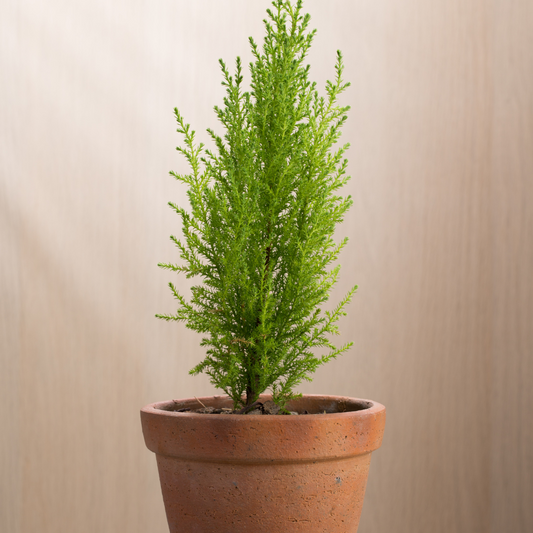 Monterey cypress Goldcrest Pot Grown 2L 20/40cm