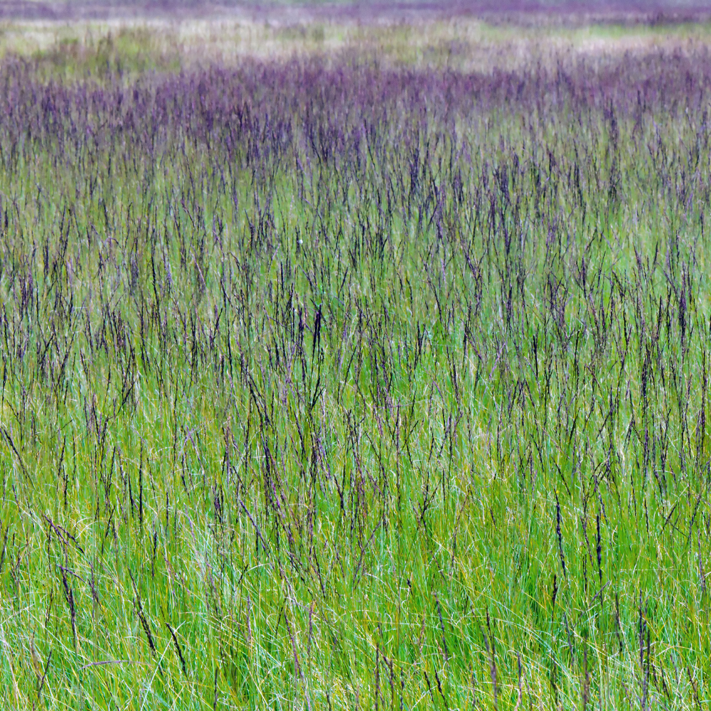 //everythingplants.co.uk/cdn/shop/files/xMoorhexePurpleMoorGrass1_e6e1110a-d352-43d2-ac1c-1e32c867b62c.png?v=1755011005