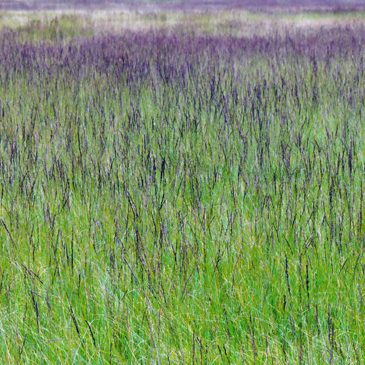 Moorhexe Purple Moor Ornamental Grasses Pot Grown 2L