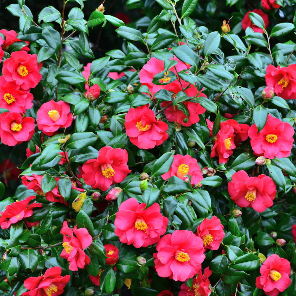 //everythingplants.co.uk/cdn/shop/files/xMrsCharlesCobbCamelliaPlants1_3796a032-b068-479d-a3bd-eacd5f968adb.png?v=1756826433