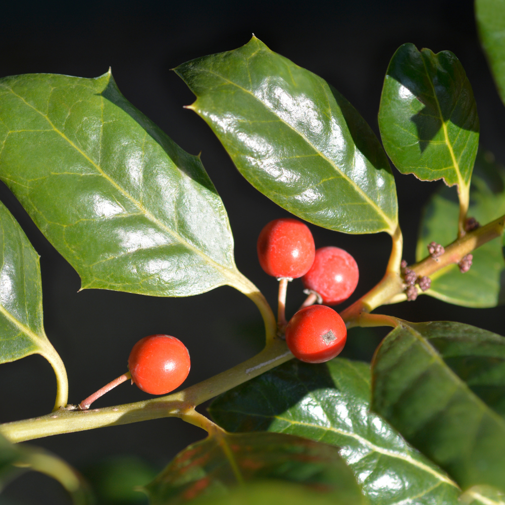 //everythingplants.co.uk/cdn/shop/files/xNellieStevensHollyPleachedTree1_9f6cdf48-d2f5-482f-a7d8-1641c07acb94.png?v=1755010866