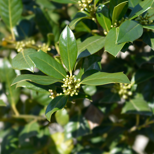 Nellie Stevens Holly Ornamental Tree Pot Grown 55L 150/175cm Cone