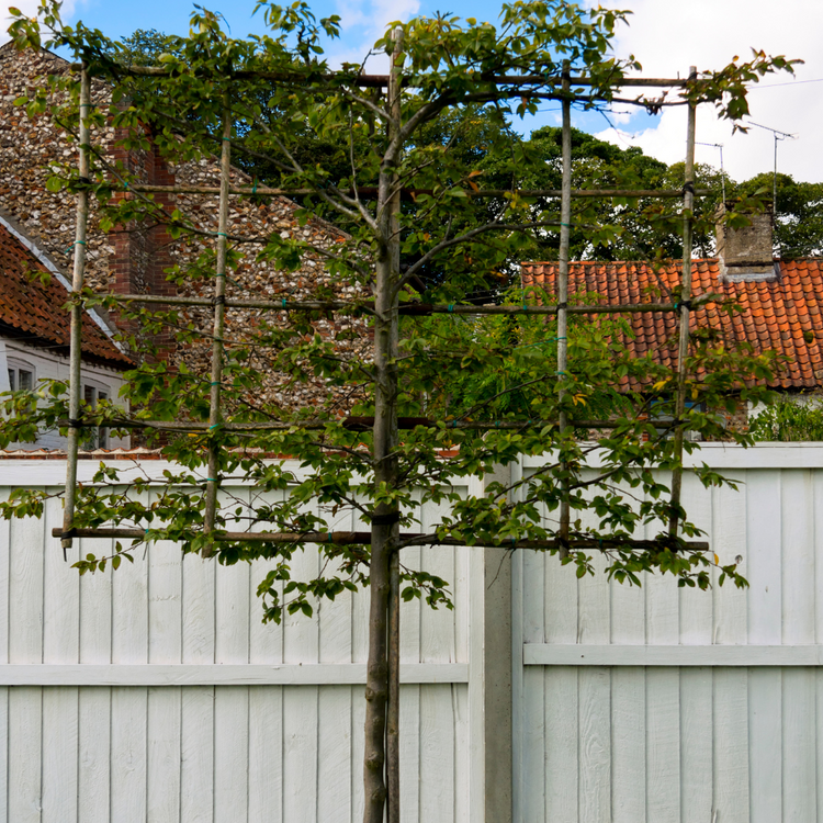 New Zealand Laurel Pleached Tree Pot Grown 45L Girth 10/12 150 Stem Frame 100x120 (x4) Multi-deal