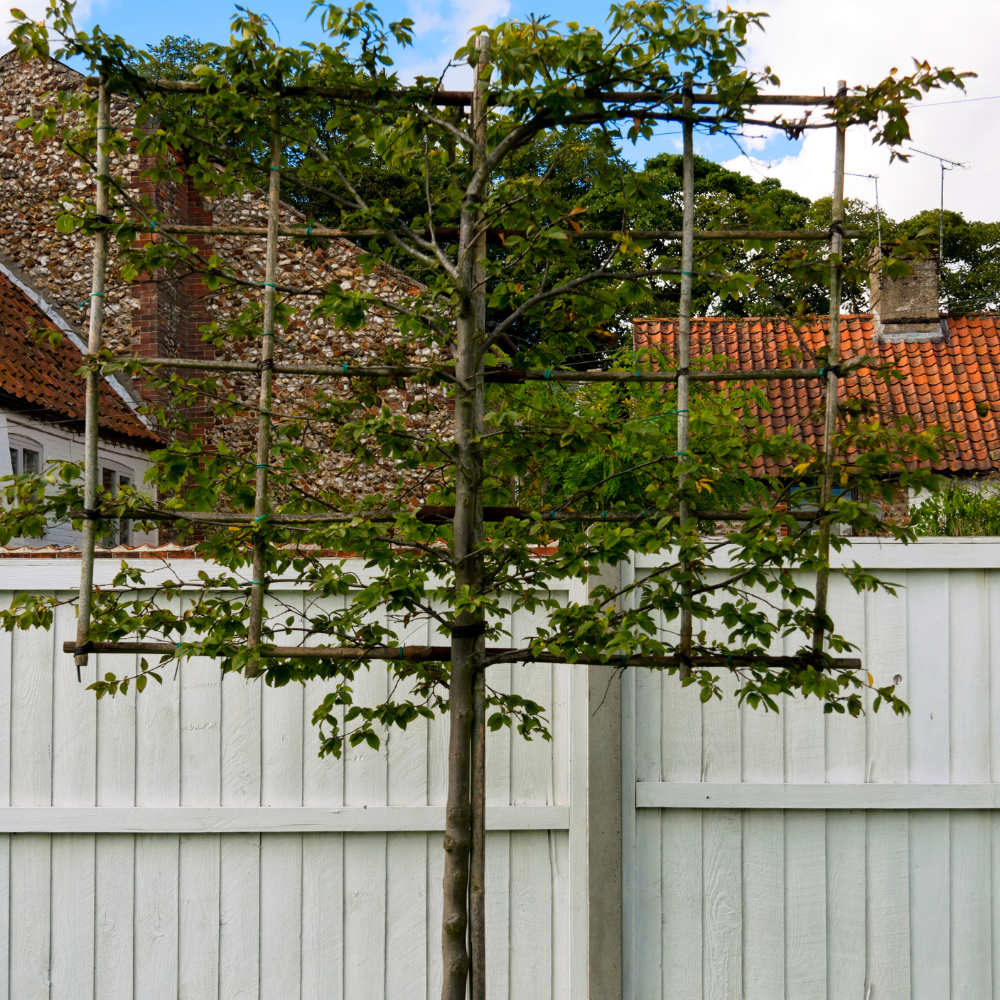//everythingplants.co.uk/cdn/shop/files/xNewZealandLaurelPleachedTree1_acf2292b-eeaf-401b-9583-8b30f360bf0f.png?v=1755267982