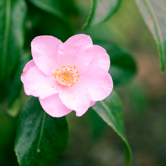 Nuccios Pearl Camellia Italian Plants Pot Grown 55L 125/150cm