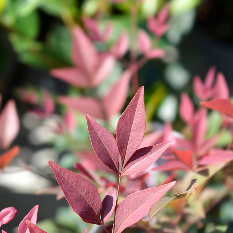 Obsessed Heavenly Bamboo Italian Plants Pot Grown 15L 60/80cm