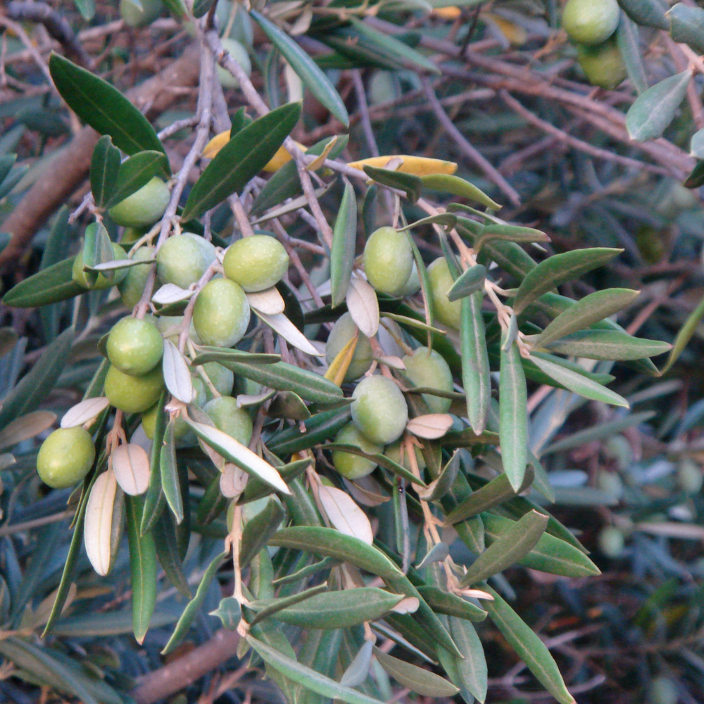 //everythingplants.co.uk/cdn/shop/files/xOliveCloudBonsaiTree1_838944ac-a3f4-4bd4-b481-ca50e418b61d.png?v=1755010613