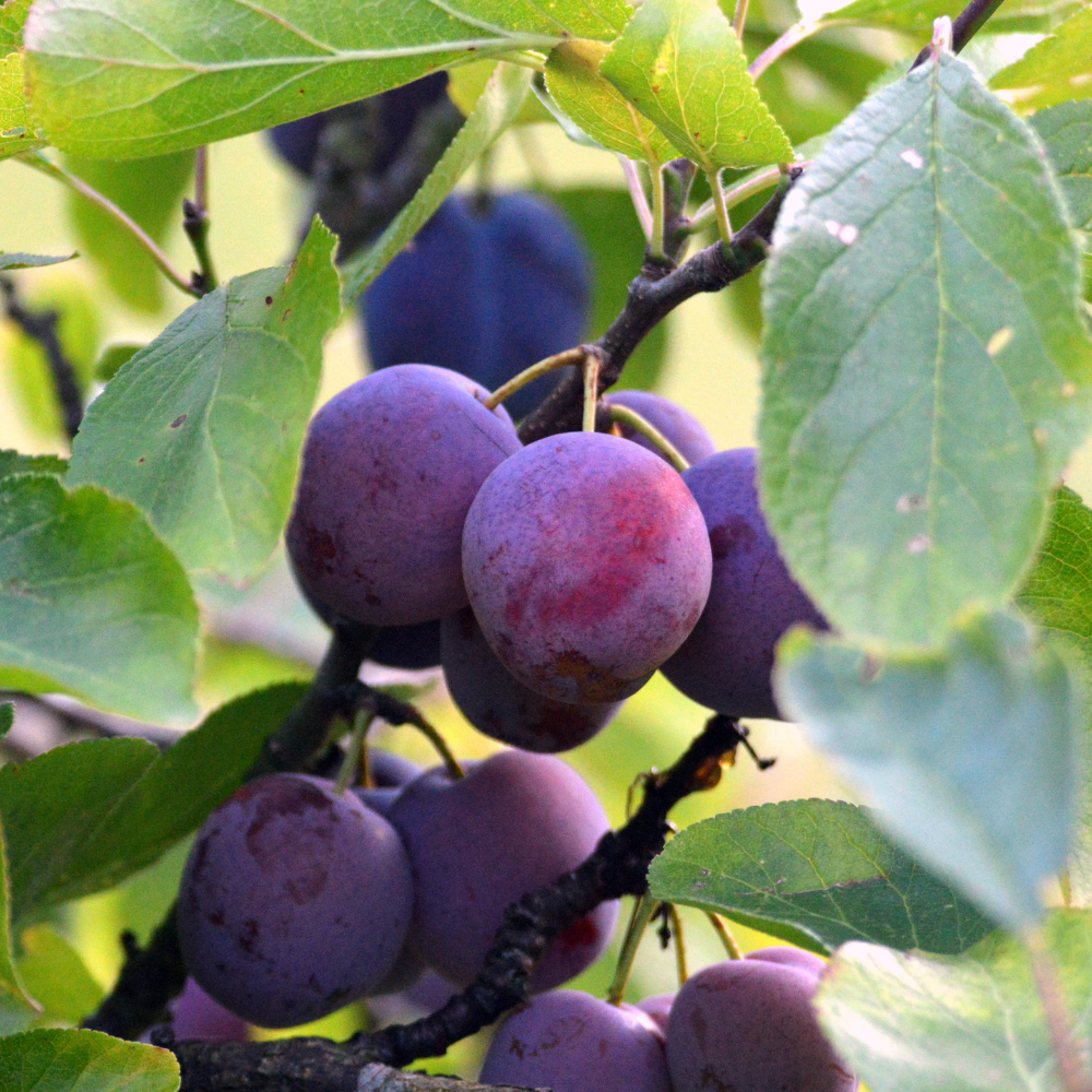 //everythingplants.co.uk/cdn/shop/files/xOpalPlumFruitTree4.png?v=1753878484