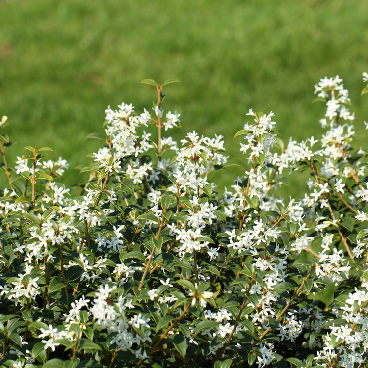 Osmanthus burkwoodii Instant Hedging 40/60cm 1m Trough