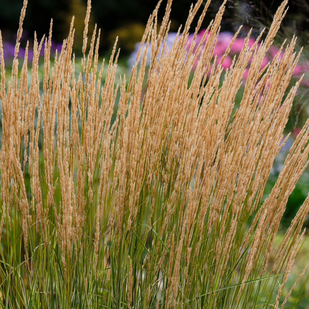 //everythingplants.co.uk/cdn/shop/files/xOverdamFeatherReedGrass1_78945cff-096c-4e17-a1cf-806ed12a2870.png?v=1755010424
