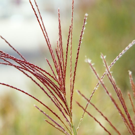 Pheasant Tail Ornamental Grasses Pot Grown 2L  (x50) Multi-deal