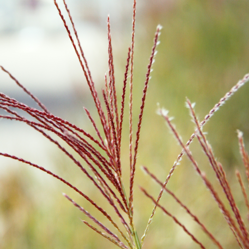 //everythingplants.co.uk/cdn/shop/files/xPheasantTailGrasses1_ed066a36-b743-418b-af70-db6bb0a4a00f.png?v=1755010410