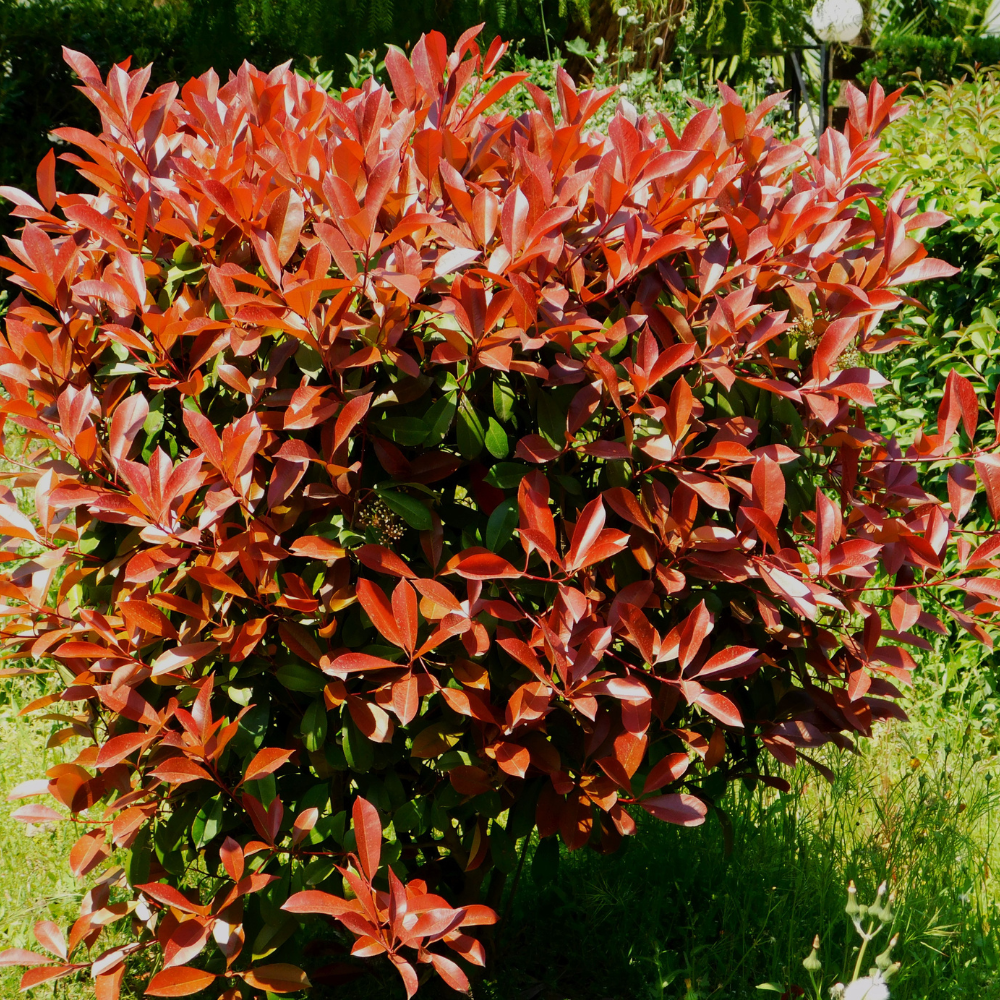 //everythingplants.co.uk/cdn/shop/files/xPhotiniaRedRobin1_a6ddf220-ed1e-4bb8-817c-fb1bd3e40364.png?v=1755267989