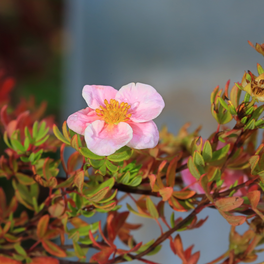 Pink Potentilla Pot Grown 5L 40/60