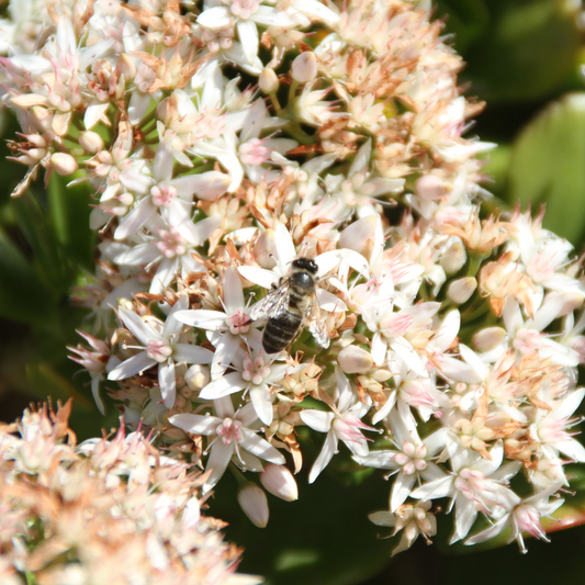Pollinator Friendly Mixed Native Hedging Bare root 60/90 (x250) Multi-deal (Pre-order for Nov 2025)