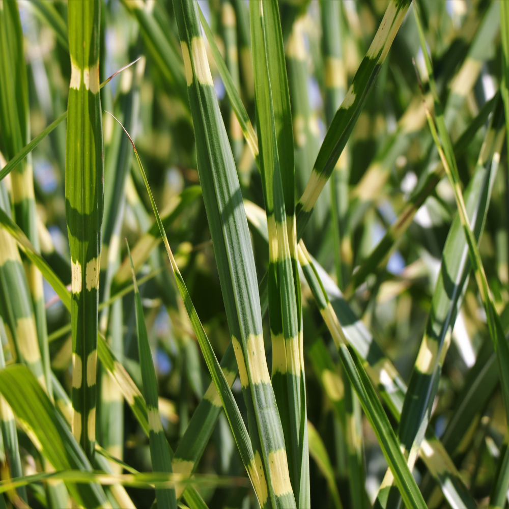 //everythingplants.co.uk/cdn/shop/files/xPorcupineOrnamentalGrass1_ccf2e518-aadb-4c0c-b9a0-4e60581cfc9b.png?v=1755010197