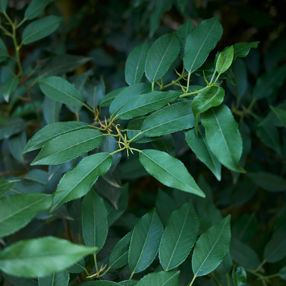 //everythingplants.co.uk/cdn/shop/files/xPortugueseLaurelHedge1_74b2d6fe-51f8-4e20-8a06-71611b1f8cab.png?v=1755010128