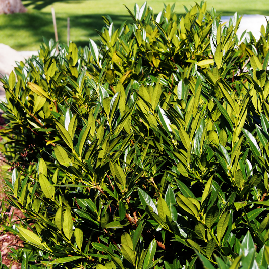 Prunus Etna Pot Grown 10L 80/100