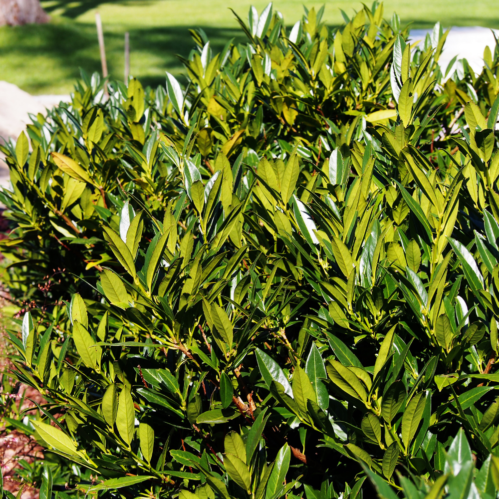 //everythingplants.co.uk/cdn/shop/files/xPrunusEtnaHedge1_be2fcd9e-a676-4f5f-b21f-a5e1140fda1d.png?v=1756826519