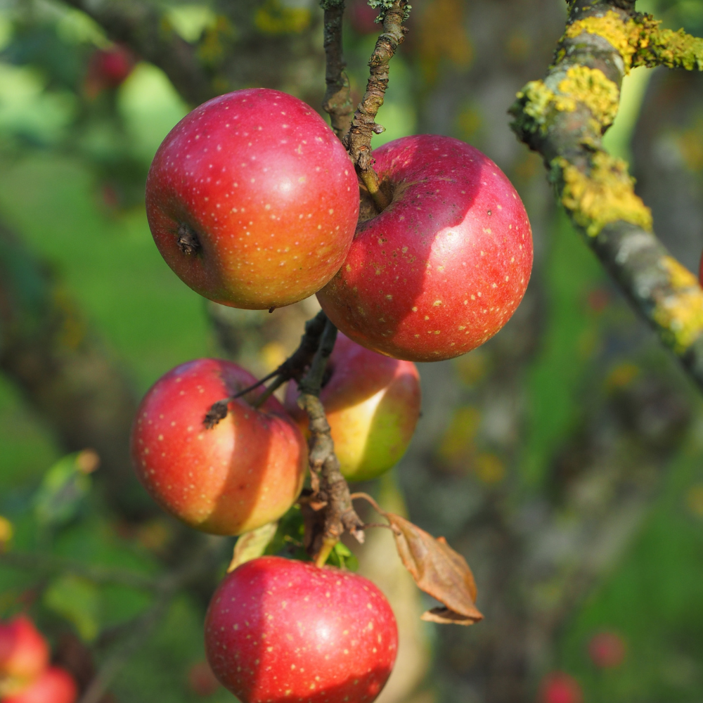 //everythingplants.co.uk/cdn/shop/files/xRedBoskoopAppleFruitTree3.png?v=1753964859