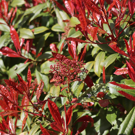 Red Robin Pleached Tree Pot Grown 45L 190/200 Stem Girth 10/12 Frame 100x150 (x4) Multi-deal