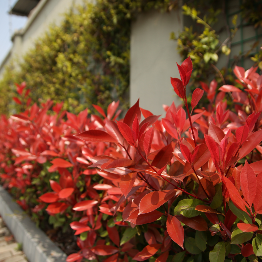 //everythingplants.co.uk/cdn/shop/files/xRedRobinScreeningTree1_2d04bd6f-d03d-43d9-aa15-dc5a93aeb3c9.png?v=1755009433