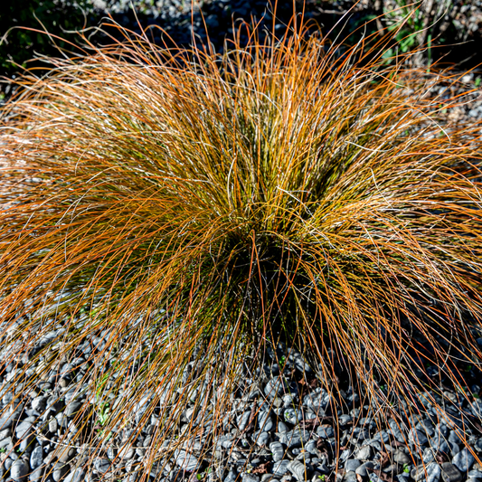 Red Rooster Leatherleaf Sedge Ornamental Grasses Pot Grown 2L