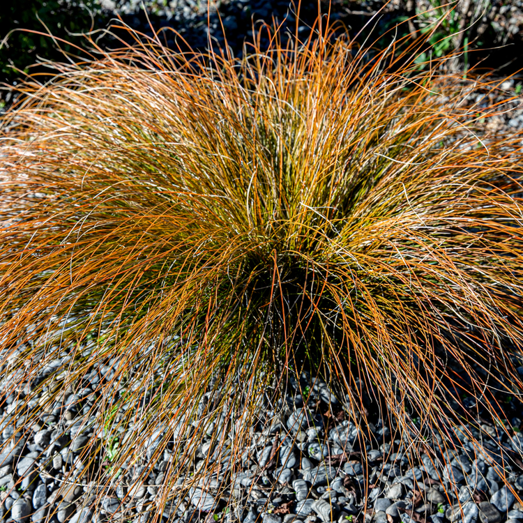 Red Rooster Leatherleaf Sedge Ornamental Grasses Pot Grown 2L