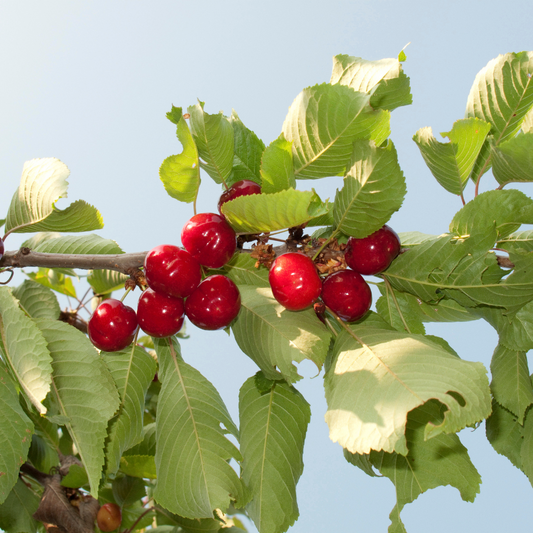 Regina Cherry Fruit Tree Pot Grown 7.5L 100 Trellis