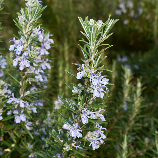 Rosemary Hedge Plant Pot Grown 2L 40/60
